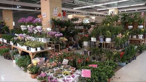 實探即將閉店的花卉市場 市民趁商家甩賣，提前購置春節用品花卉