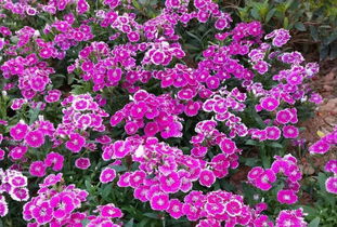園丁花卉節 花樣過年，我們一起‘沾花惹草’